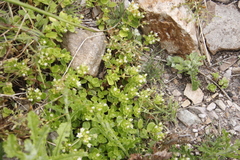 Crassula pellucida pellucida