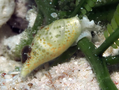 Volvatella maculata