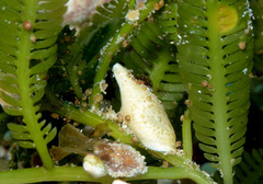 Volvatella maculata