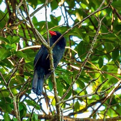 Saltator fuliginosus