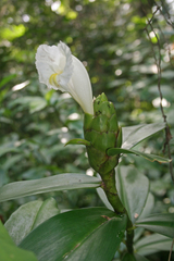 Costus arabicus