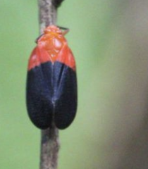 Sphenorhina rhodopepla
