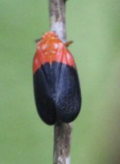 Sphenorhina rhodopepla