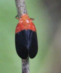 Sphenorhina rhodopepla
