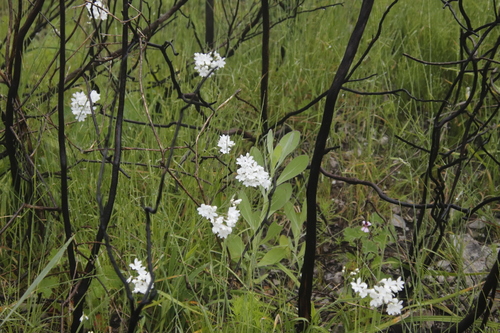 Image of Schizorhiza neglecta by (c) Tony Rebelo, some rights reserved (CC BY-SA)