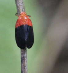 Sphenorhina rhodopepla