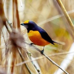 Purple-Throated Euphonia photo 4