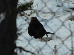 Turdus merula