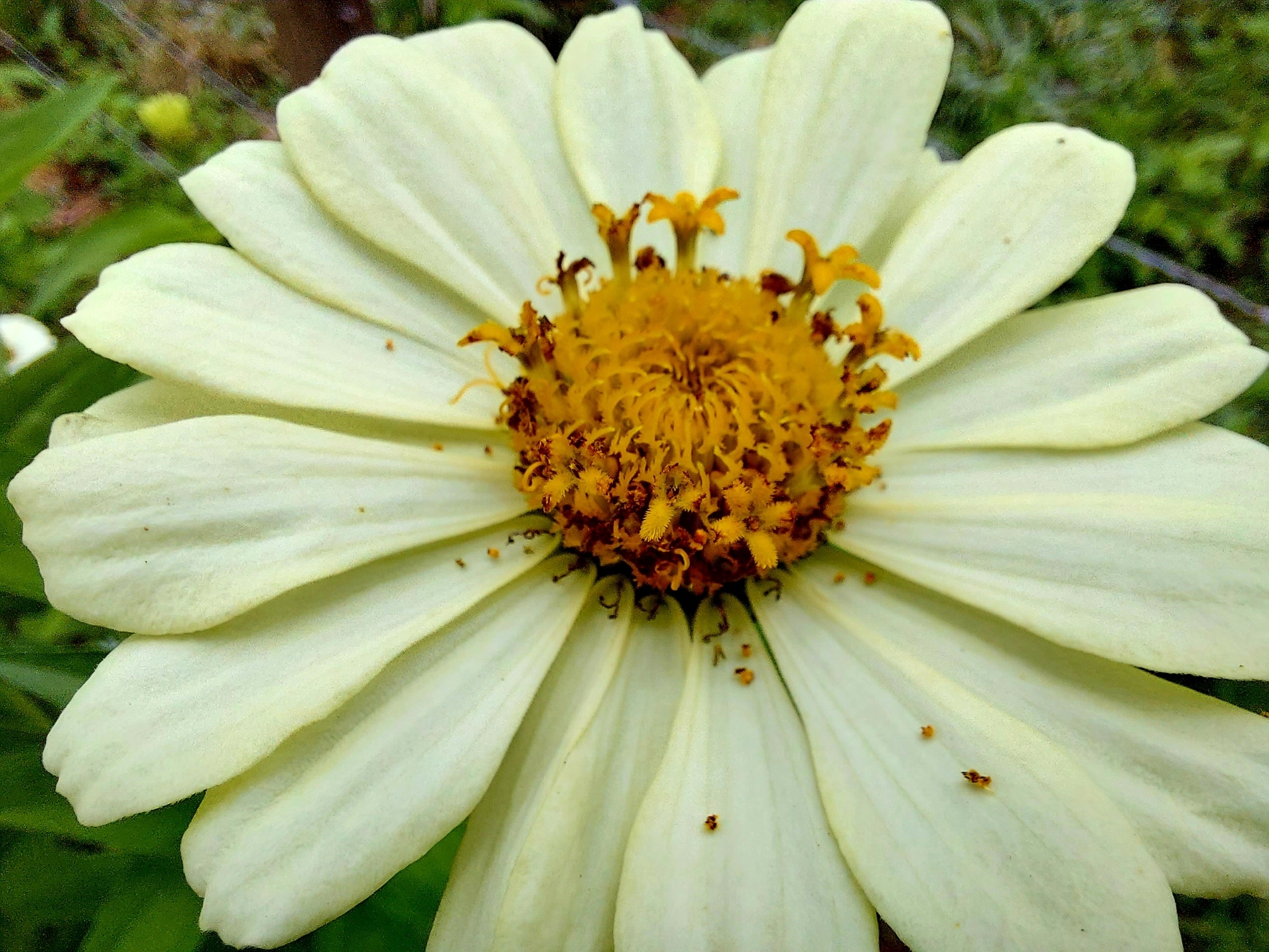 Zinnia elegans