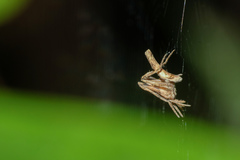Cyphalonotus
