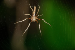 Cyphalonotus