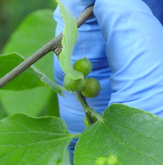 Celticecis oviformis