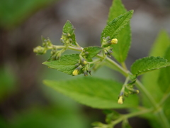 Nepeta govaniana