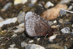 Erebia discoidalis