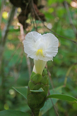 Costus arabicus