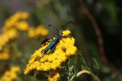 Hypocrites scabriusculus