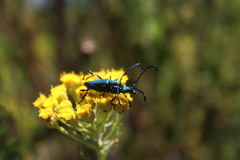 Hypocrites scabriusculus