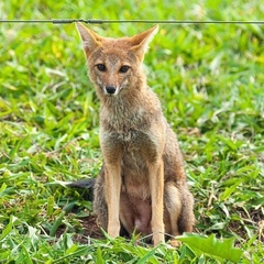 Lycalopex vetulus