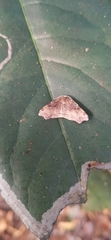 Achrosis rondelaria