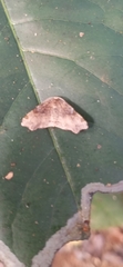 Achrosis rondelaria