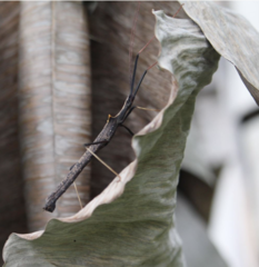 Pseudophasma bispinosum