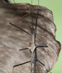 Pseudophasma bispinosum