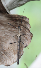 Pseudophasma bispinosum