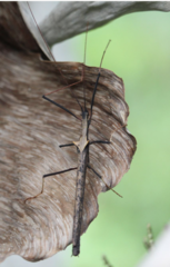 Pseudophasma bispinosum