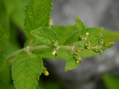 Nepeta govaniana