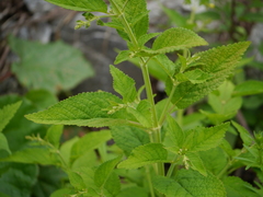 Nepeta govaniana