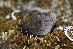 Erebia discoidalis