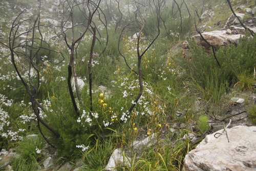 Image of Schizorhiza neglecta by (c) Tony Rebelo, some rights reserved (CC BY-SA)