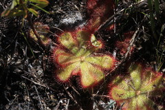 Drosera cuneifolia