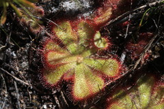 Drosera cuneifolia