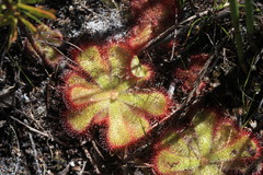 Drosera cuneifolia