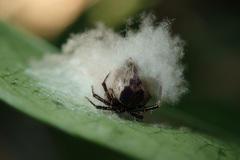 Emertonella taczanowskii