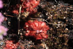 Drosera aliciae