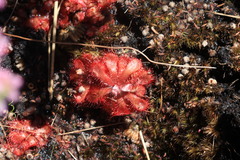 Drosera aliciae
