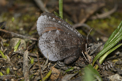 Erebia discoidalis