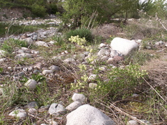 Atraphaxis pyrifolia