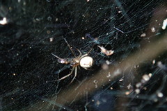 Prosoponoides sinense