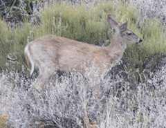 Odocoileus virginianus carminis