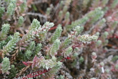 Chenolea diffusa