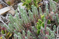 Chenolea diffusa