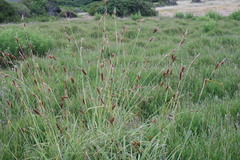Carex clavata
