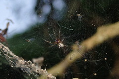 Prosoponoides sinense