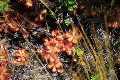 Drosera cuneifolia