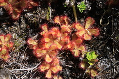 Drosera cuneifolia