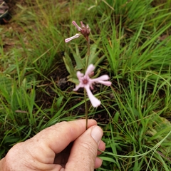 Brachystelma rubellum