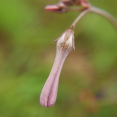 Brachystelma rubellum